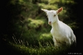 animaux3 (12)